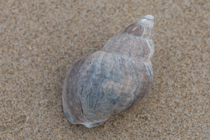 OurAnimals | Buccinidae / True whelks