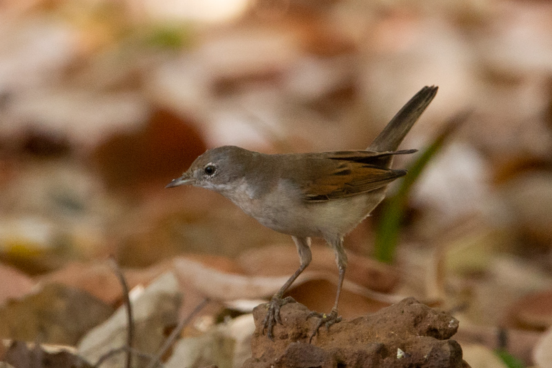 OurAnimals | Curruca communis / Common whitethroat