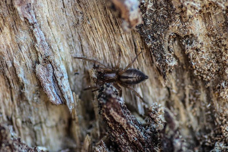 OurAnimals | Clubiona corticalis / Bark sac spider