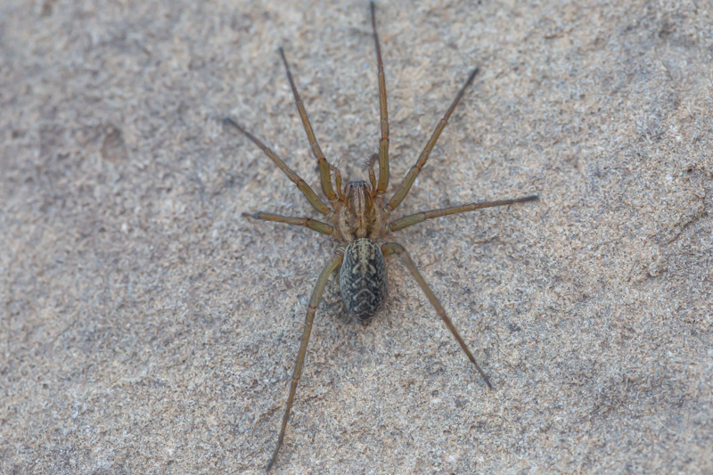 OurAnimals | Eratigena agrestis / Hobo spider