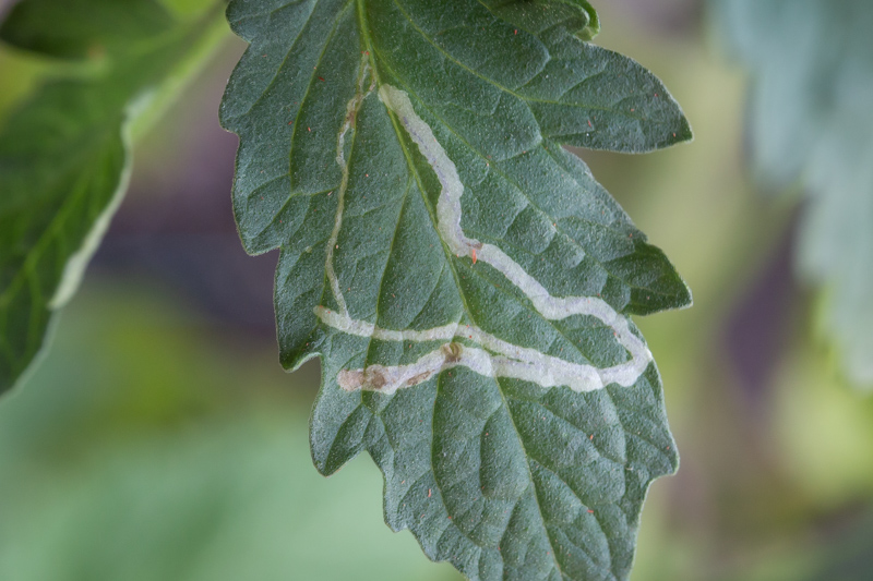 OurAnimals | Liriomyza bryoniae