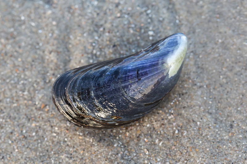 OurAnimals | Mytilus edulis / Common mussel