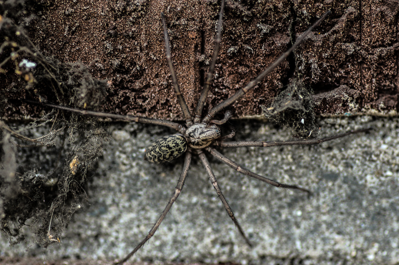 OurAnimals | Eratigena atrica / Common house spider