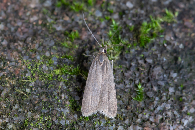 OurAnimals | Acompsia cinerella / Ash-coloured crest