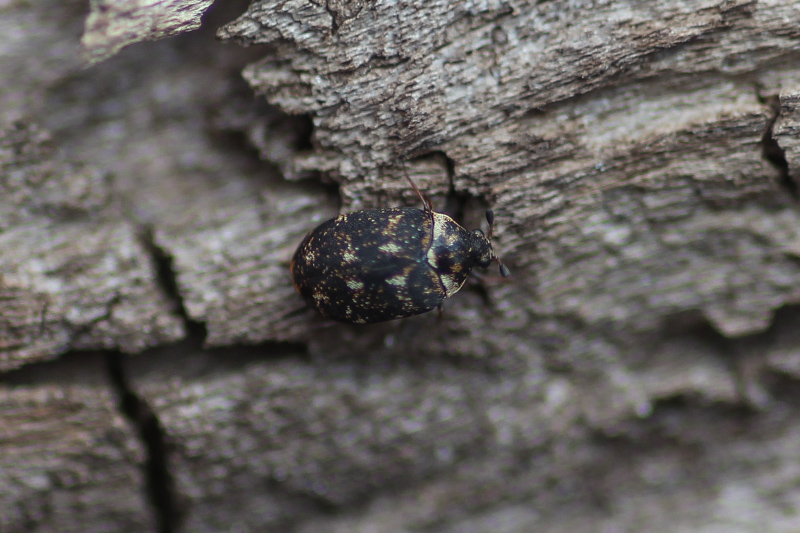 OurAnimals | Anthrenus museorum / Museum beetle