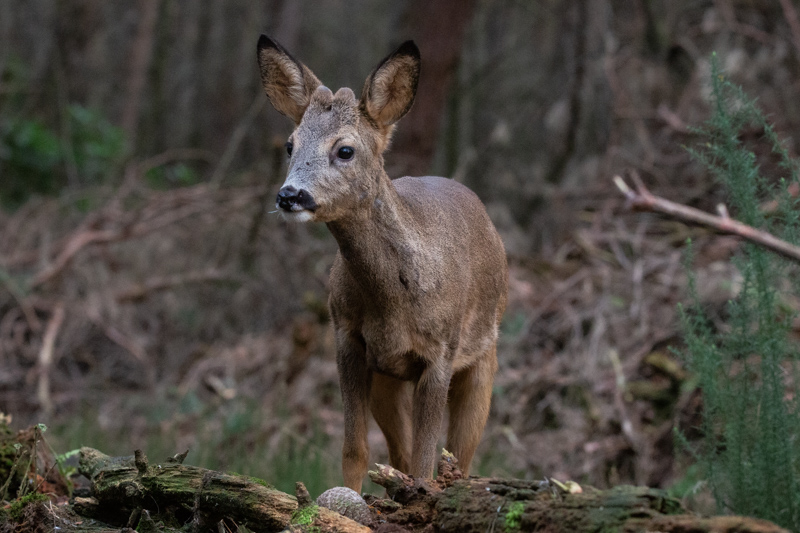 OurAnimals | Capreolus capreolus / European roe deer