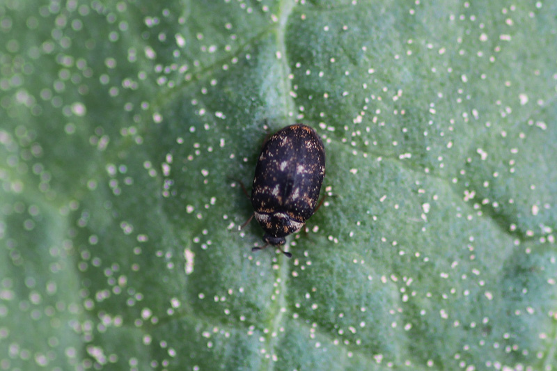 OurAnimals | Anthrenus museorum / Museum beetle